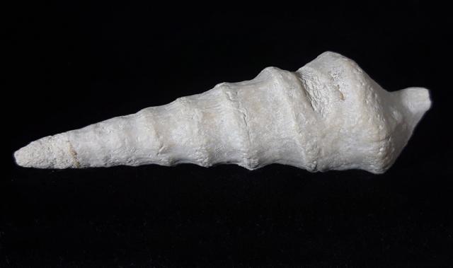 Eunerinea defrancei (DESHAYES 1833) - Bild © FossNet FossilienStore